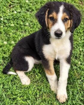 Heidi -  Australian Shepherd Dog for Adoption in Chuckey, Tennessee - Heidi | PetCurious