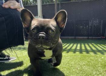 VIOLET BEAUREGARDE -  French Bulldog Dog for Adoption in Palo Alto, California - VIOLET BEAUREGARDE | PetCurious
