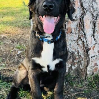 Rescue Black Labrador Retriever and Mixed Breed Dogs for Adoption in Los Angeles, California - Benjamin | PetCurious