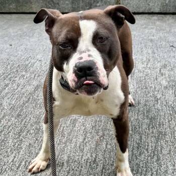 Pit Bull Terrier Dogs Available for Adoption in Buffalo, New York - Princess | PetCurious