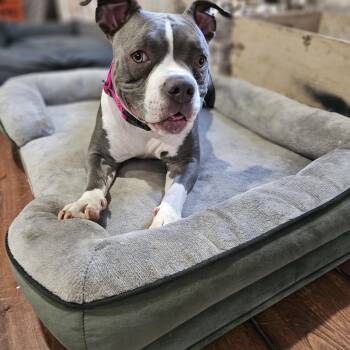 Dallys so il -  Pit Bull Terrier and Boston Terrier Dog for Adoption in Shiloh, Illinois - Dallys So Il | PetCurious