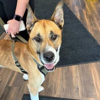 Mixed Breed Dogs Available for Adoption in Jeffersonville, Indiana - Kobi | PetCurious