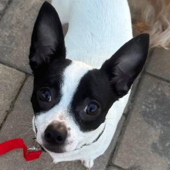 Mixed Breed Dogs Available for Adoption in Fredericksburg, Virginia - Marco | PetCurious