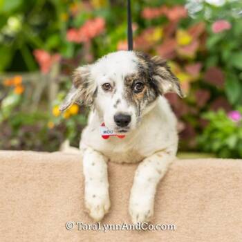 Moo Shu -  Hound and Labrador Retriever Dog for Adoption in Wake Forest, North Carolina - Moo Shu | PetCurious