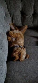 Poodle and Yorkshire Terrier Dogs Available for Adoption - Chuckles | PetCurious