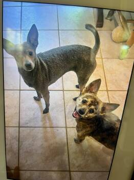 Dora & Beauty — Double the Fun, Double the Love -  Chihuahua Dog for Adoption in Houston, Texas - Dora & Beauty — Double The Fun, Double The Love | PetCurious