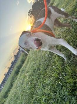Squirt -  Catahoula Leopard Dog and Mixed Breed Dog for Adoption in New Orleans, Louisiana - Squirt | PetCurious