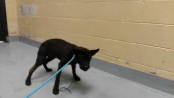 BEAM -  German Shepherd Dog and Chow Chow Dog for Adoption in Tulsa, Oklahoma - BEAM | PetCurious
