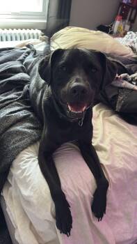 Rescue Black Labrador Retriever Dogs for Adoption in Islip Terrace, New York - Knight | PetCurious