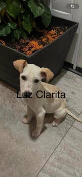 Mixed Breed Dogs Available for Adoption in Durango, Colorado - Luz Clarita | PetCurious