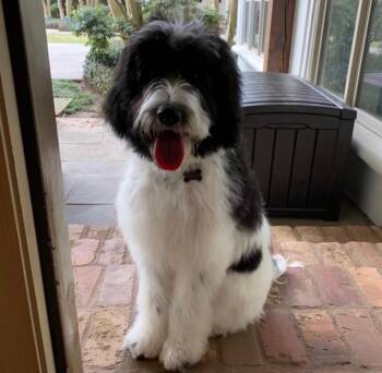 CHARLIE the Doodle -  Labradoodle Dog for Adoption in Alexandria, Louisiana - CHARLIE The Doodle | PetCurious