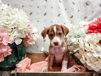Delicatta Squash -  Terrier Dog for Adoption in Newberg, Oregon - Delicatta Squash | PetCurious