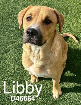 Mixed Breed Dogs Available for Adoption in Clarksville, Tennessee - Libby | PetCurious