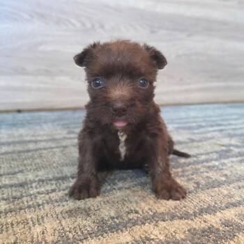 Canella -  Terrier Dog for Adoption in Austin, Texas - Canella | PetCurious