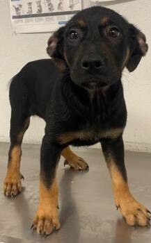 Shepherd and Mixed Breed Dogs Available for Adoption in Lockhart, Texas - Cirrus | PetCurious
