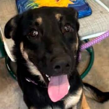 SHIA-Stray-2939 -  German Shepherd Dog Dog for Adoption in Owosso, Michigan - SHIA-Stray-2939 | PetCurious