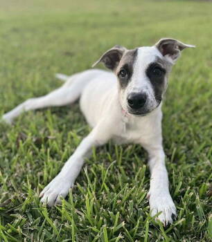 Rescue Labrador Retriever and Cattle Dog Dogs for Adoption in North Prairie, Wisconsin - **EVEREST** | PetCurious