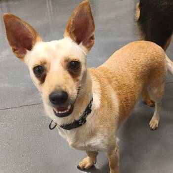 Yang -  Chihuahua Dog for Adoption in Santa Ana, California - Yang | PetCurious