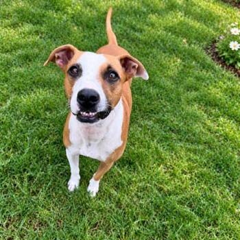 Zamira -  Basenji and Pit Bull Terrier Dog for Adoption in Houston, Texas - Zamira | PetCurious
