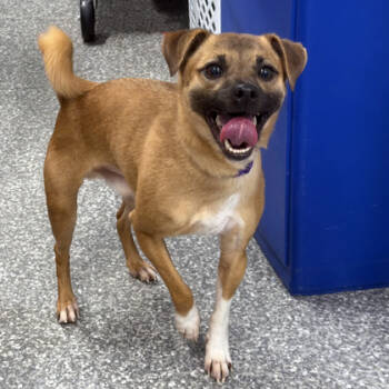 Rescue Parson Russell Terrier and Pug Dogs for Adoption in Voorhees Township, New Jersey - Nugget | PetCurious