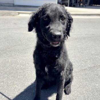 Pearl -  Curly Coated Retriever and Mixed Breed Dog for Adoption in Concord, North Carolina - Pearl | PetCurious