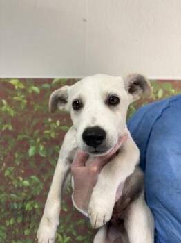 Pork Chop -  Shepherd and Mixed Breed Dog for Adoption in San Antonio, Texas - Pork Chop | PetCurious