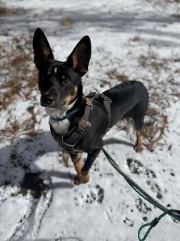 Cattle Dog Dogs Available for Adoption - Sully | PetCurious
