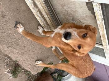 Rescue Mixed Breed Dogs for Adoption in Delphi, Indiana - Todd | PetCurious