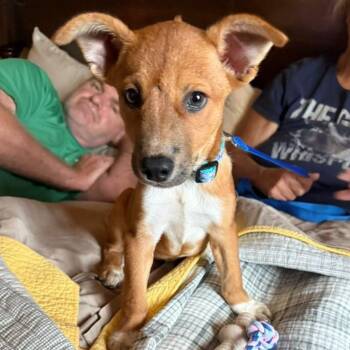 Yahtzee -  Australian Cattle Dog Blue Heeler Dog for Adoption in Houston, Texas - Yahtzee | PetCurious