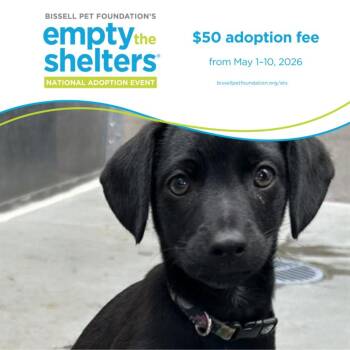 Doberman Pinscher and Schnauzer Dogs Available for Adoption in Santa Cruz, California - SID* | PetCurious