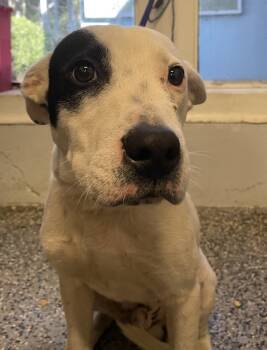 Rescue Labrador Retriever and Pit Bull Terrier Dogs for Adoption in Mobile, Alabama - Spooky | PetCurious