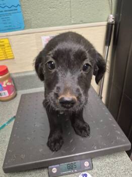 Mixed Breed Dogs Available for Adoption in Ellijay, Georgia - Prairie | PetCurious