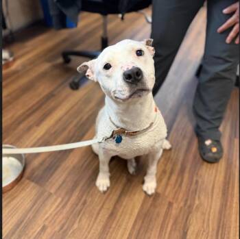 Pit Bull Terrier and American Bulldog Dogs Available for Adoption - Mouse | PetCurious