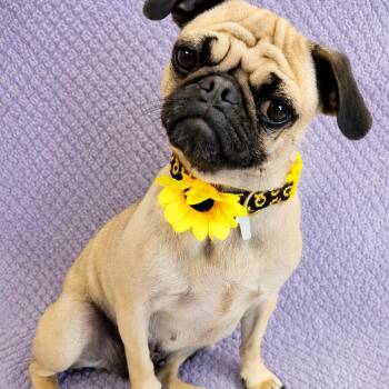 Gigi -  Pug Dog for Adoption in Lodi, California - Gigi | PetCurious