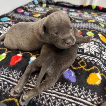 American Staffordshire Terrier Dogs Available for Adoption - BRIMSLEY BRIDGERTON | PetCurious