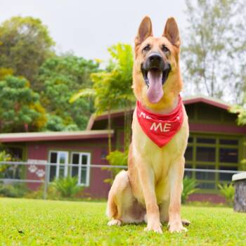 German Shepherd Dog Dogs Available for Adoption in Kailua-kona, Hawaii - Buddy | PetCurious
