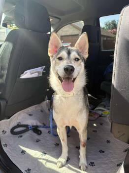 Rescue Husky Dogs for Adoption in Houston, Texas - Maverick | PetCurious