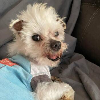 Love Bug -  Morkie and Yorkshire Terrier Dog for Adoption in Warren, Rhode Island - Love Bug | PetCurious