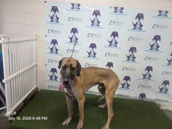 CHICKEN STICK -  Great Dane Dog for Adoption in Orlando, Florida - CHICKEN STICK | PetCurious
