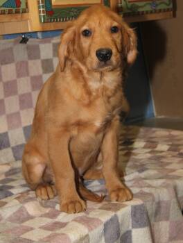 Mixed Breed Dogs Available for Adoption - Acorn (Autumn