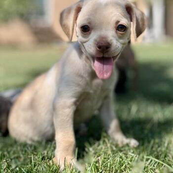 Chickpea -  Pug and Mixed Breed Dog for Adoption in Coachella, California - Chickpea | PetCurious