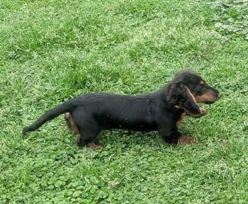 Dachshund Dogs Available for Adoption - Finn | PetCurious