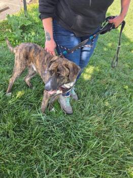 Plott Hound Dogs Available for Adoption in Ellicott City, Maryland - Loe | PetCurious