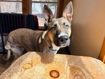 Shepherd Dogs Available for Adoption in Princeton, Massachusetts - Roan | PetCurious