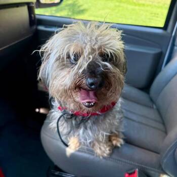 Sir mix a lot -  Yorkshire Terrier and Mixed Breed Dog for Adoption in St. Louis, Missouri - Sir Mix A Lot | PetCurious