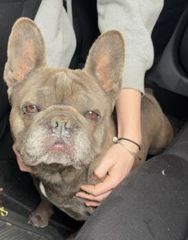 French Bulldog Dogs Available for Adoption - 60580101 | PetCurious