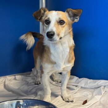 112512 -  Mixed Breed Dog for Adoption in Las Cruces, New Mexico - 112512 | PetCurious