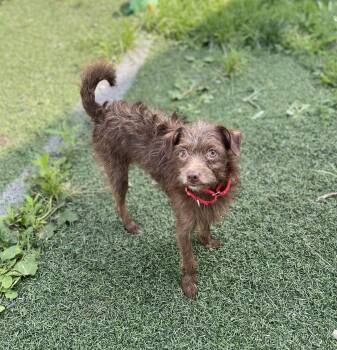 James -  Chihuahua and Aussiedoodle Dog for Adoption in Hornell, New York - James | PetCurious