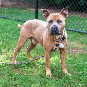 Gumball -  Mixed Breed Dog for Adoption in Chamblee, Georgia - Gumball | PetCurious