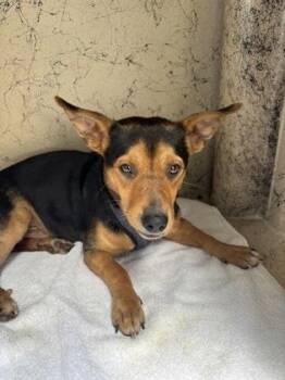 Copper -  Terrier and Mixed Breed Dog for Adoption in Honolulu, Hawaii - Copper | PetCurious